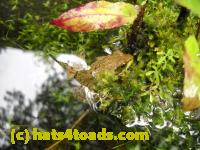 /home//u458753944/public_html/sourcegallery///Frogs/Mixed frogs/DSCN3369.JPG